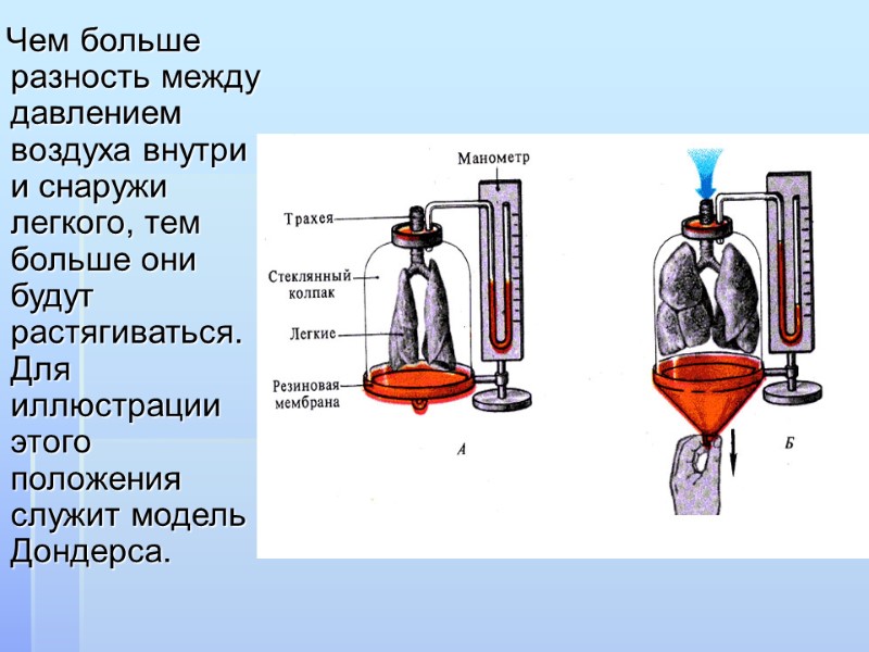 Чем больше разность между давлением воздуха внутри и снаружи легкого, тем больше они будут